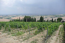 Montalcino Estate