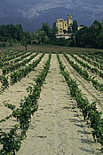 Vineyards at El Coto - Spain